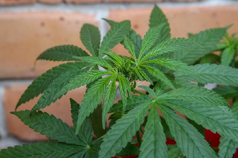 cultivo ilegal de marihuana Descubren en Colorado cultivo ilegal de marihuana asociado a cárteles mexicanos