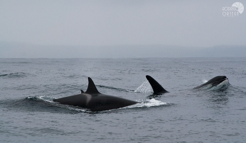 ballenas muertas en Nueva Zelanda Aparecen cien ballenas muertas en Nueva Zelanda, rodeadas por tiburones