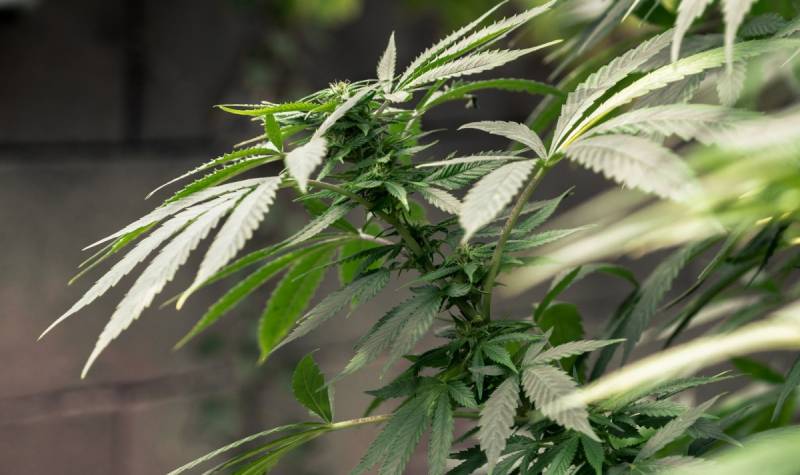 Minnesota comienza a vender flor de marihuana medicinal Minnesota comienza a vender flor de marihuana medicinal