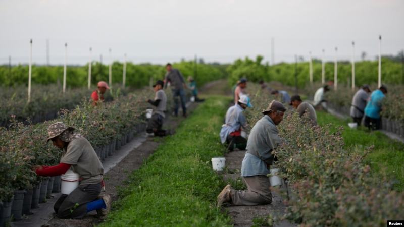 trabajadores agrícolas mexicanos