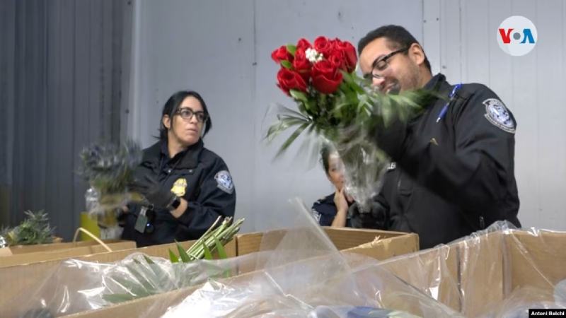 Millones de flores de América Latina se distribuirán en EEUU por el Día de San Valentín