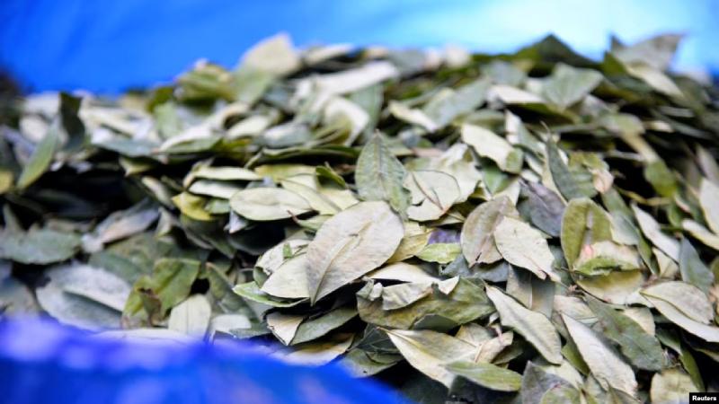 hoja de coca