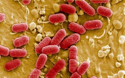 Bacterias resistentes a antibióticos