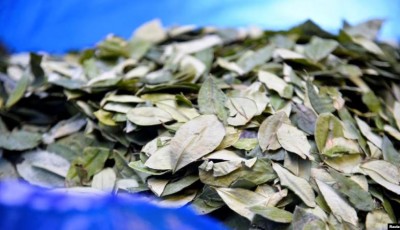hoja de coca