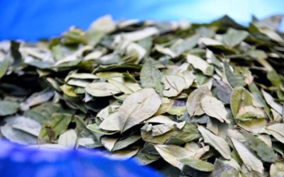 hoja de coca