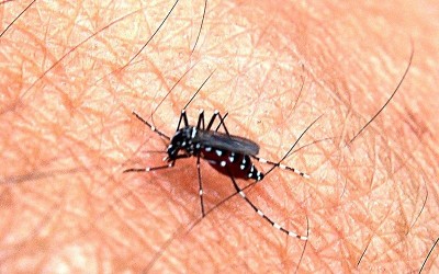 OPS alerta ante aumento de casos de dengue en la región