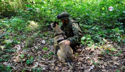 Sigue la búsqueda de Wilson, el perro que fue clave en encontrar a los niños en la selva de Colombia