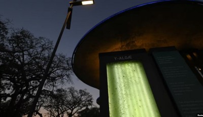 Científicos argentinos desarrollan árbol líquido que produce oxígeno