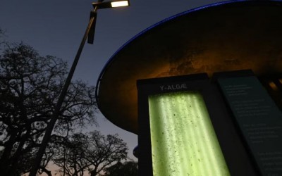 Científicos argentinos desarrollan árbol líquido que produce oxígeno